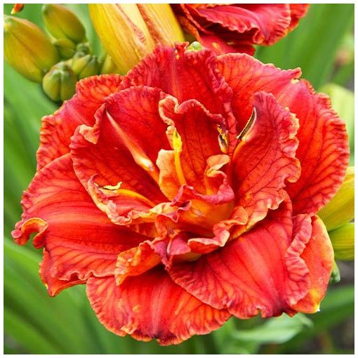 Hemerocallis Paprika Flame - Sásliliom