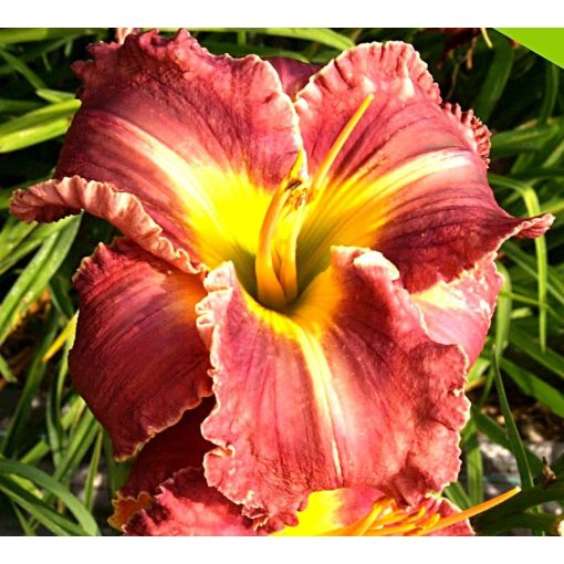 Hemerocallis Paradise Red Delight - Sásliliom