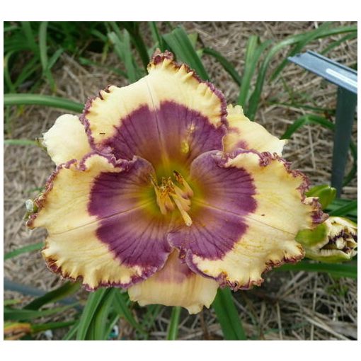 Hemerocallis Paradise Regained - Sásliliom