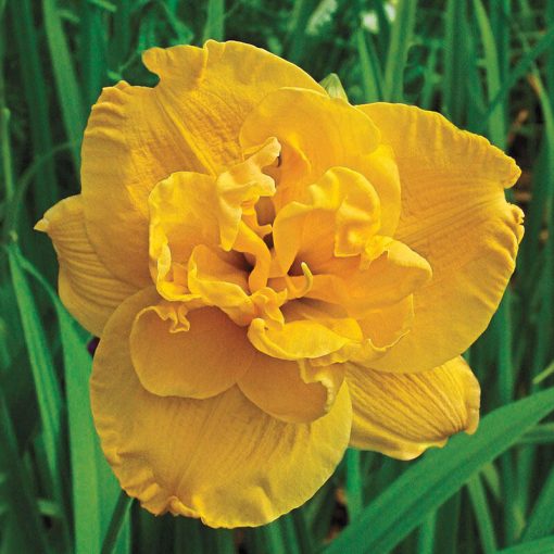 Hemerocallis Patricia Jojo - Sásliliom