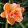 Hemerocallis Peach Magnolia