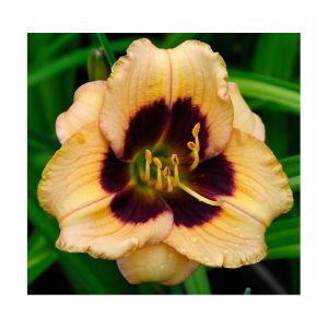 Hemerocallis 'Peach Pudding' - Sásliliom