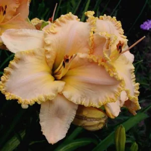 Hemerocallis Pearl Harbor