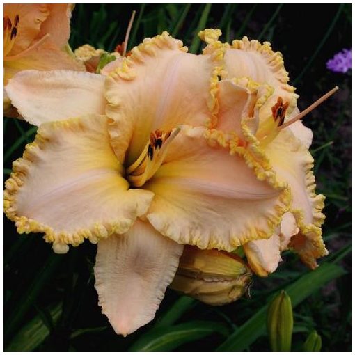 Hemerocallis Pearl Harbor