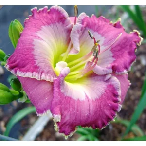 Hemerocallis Persian Art - Sásliliom