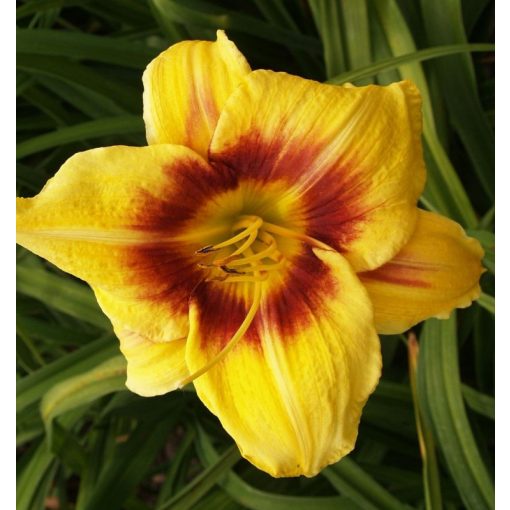 Hemerocallis Petr Lebis - Sásliliom