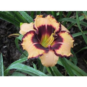 Hemerocallis Phantom of Gascogne