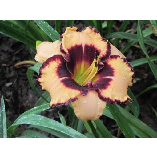 Hemerocallis Phantom of Gascogne