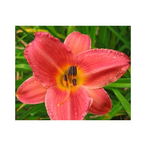 Hemerocallis Pink Cherry - Sásliliom