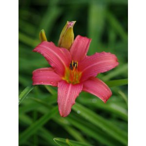 Hemerocallis 'Pink Damask' - Sásliliom