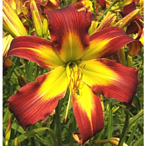 Hemerocallis Piotr Wistuba Memory - Sásliliom