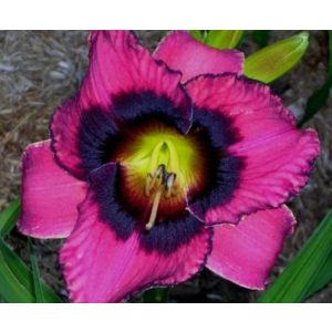 Hemerocallis Pirate Lady - Sásliliom