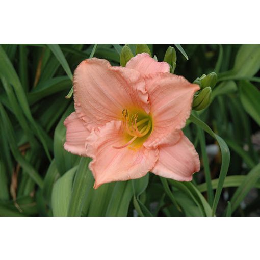 Hemerocallis Playmate - Sásliliom