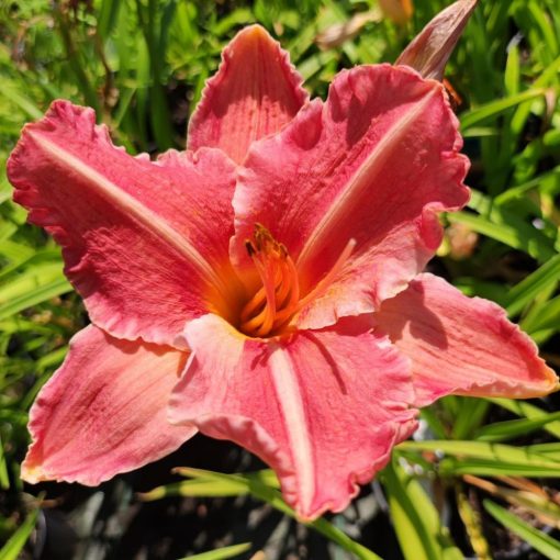 Hemerocallis Pretty Fancy