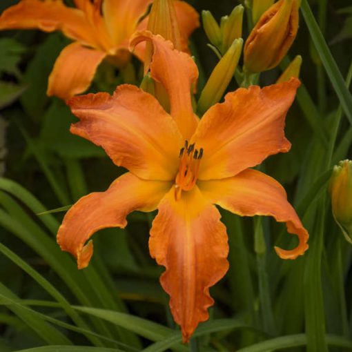 Hemerocallis Primal Scream - Sásliliom