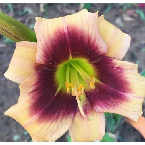 Hemerocallis Pyewacket