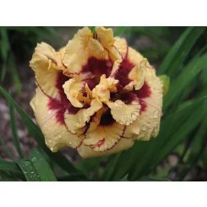 Hemerocallis Raspberry Cupcake