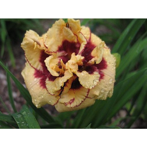 Hemerocallis Raspberry Cupcake