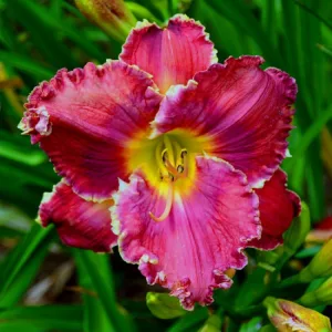 Hemerocallis Red Friday - Sásliliom
