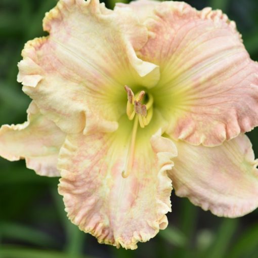 Hemerocallis Ricter - Sásliliom