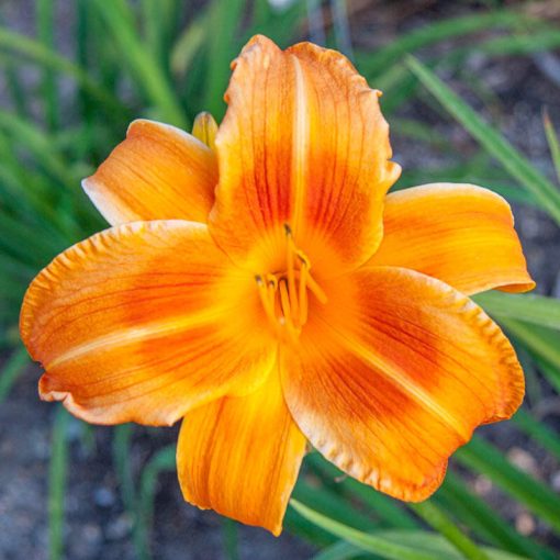 Hemerocallis Rocket City - Sásliliom