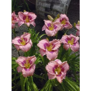 Hemerocallis Royal Braid