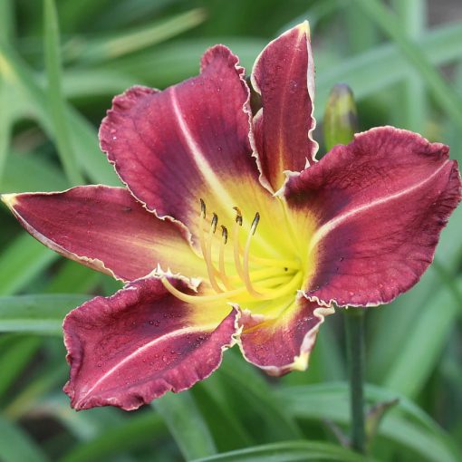 Hemerocallis Royal Thornbird