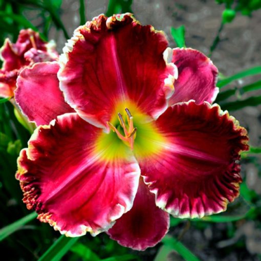 Hemerocallis Ruby Ridged