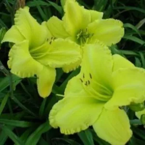 Hemerocallis Ruffled Ballet - Sásliliom