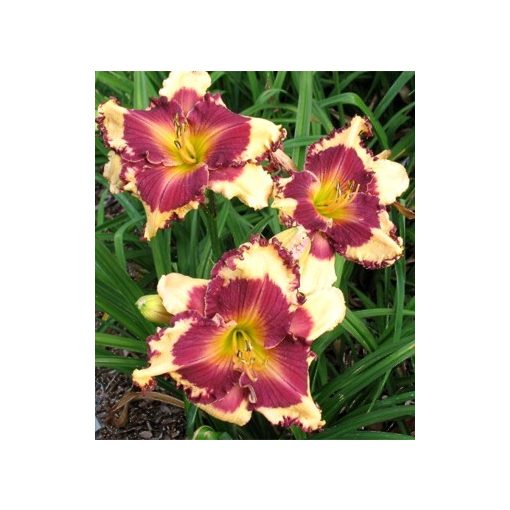 Hemerocallis Sabine Baur