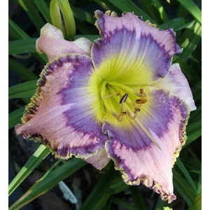 Hemerocallis Sacred Ibis