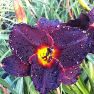 Hemerocallis Salieri