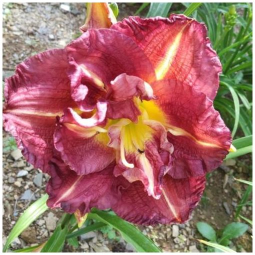 Hemerocallis Sanford Double Violet - Sásliliom