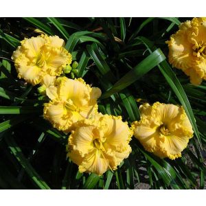 Hemerocallis Sapcecoast Gold Bonanza