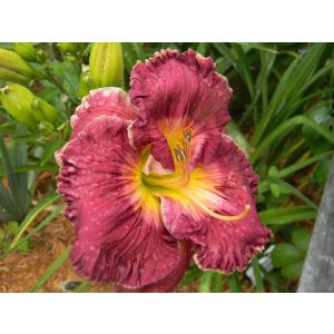 Hemerocallis Scarface - Sásliliom