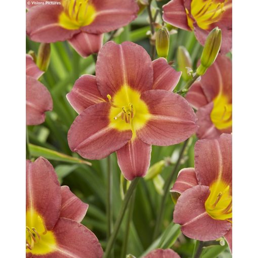 Hemerocallis Scarlet Breeze