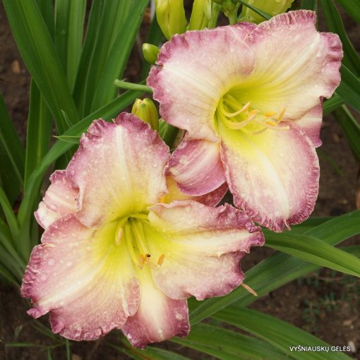 Hemerocallis Seal of Approval - Sásliliom