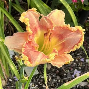 Hemerocallis Shadows on The Rainbow - Sásliliom