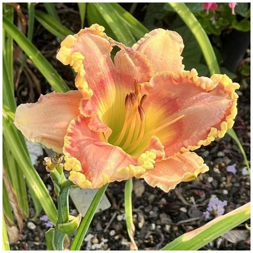 Hemerocallis Shadows on The Rainbow - Sásliliom