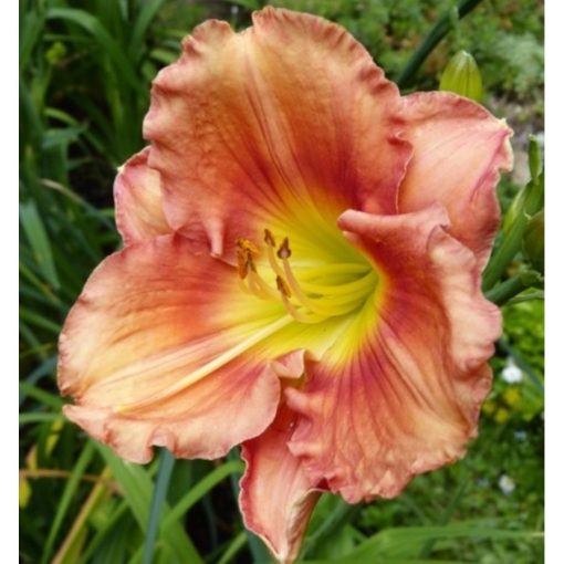 Hemerocallis Shy Tiger - Sásliliom