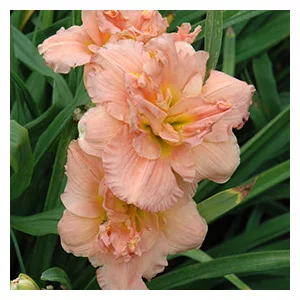 Hemerocallis Siloam Double Classic - Sásliliom