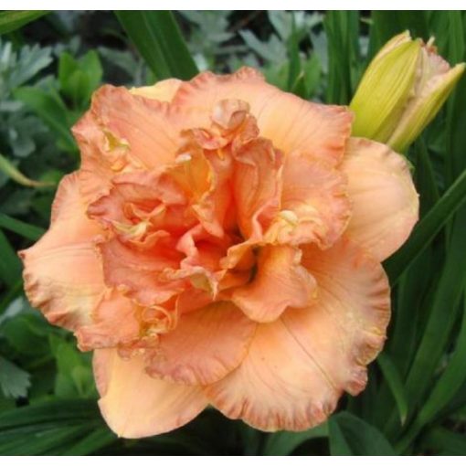 Hemerocallis Siloam Double Success - Sásliliom