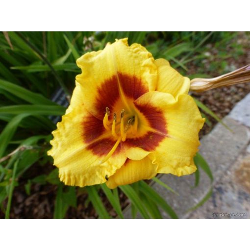 Hemerocallis Siloam Jandee - Sásliliom