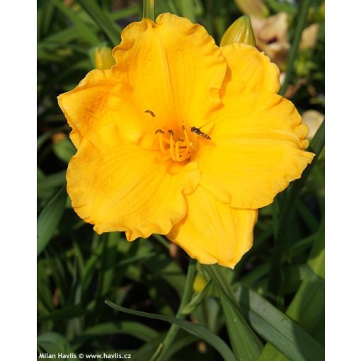 Hemerocallis Siloam Nugget