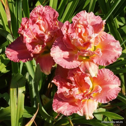 Hemerocallis Siloam Olin Frazier - Sásliliom