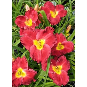 Hemerocallis Siloam Paul Watts - Sásliliom