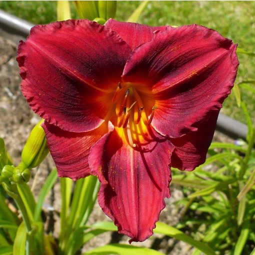 Hemerocallis Siloam Show Girl - Sásliliom