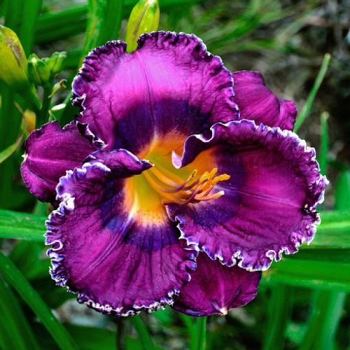 Hemerocallis Silver Moon Sparkle - Sásliliom