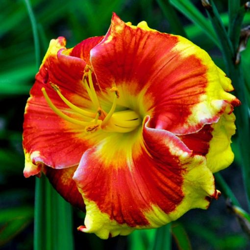 Hemerocallis Sir Francis Drake - Sásliliom