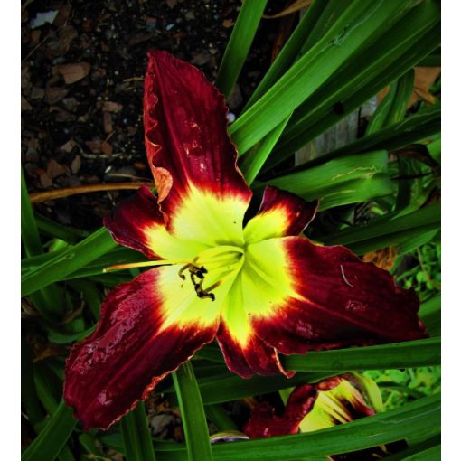 Hemerocallis Sir Robert Brandon - Sásliliom